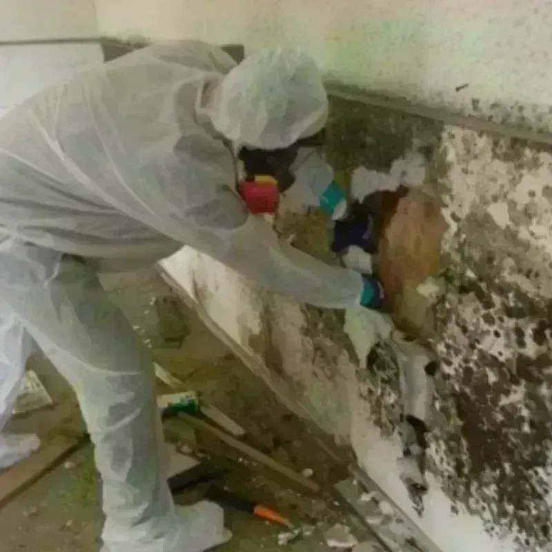 Mold Remediation and Removal in Fairview, NJ